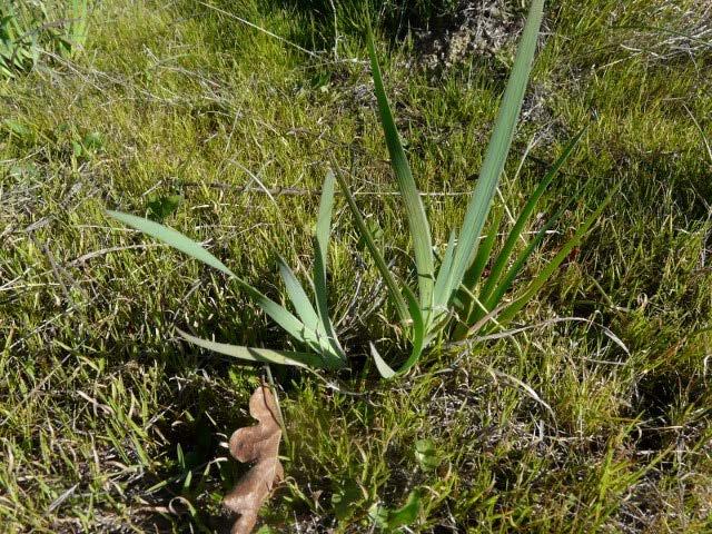 BLUE-EYED GRASS Sisyrinchium bellum Bodega Miwok: chaklik Marin Miwok: chaklik Medicine: Root washed and boiled for medium-strong tea.