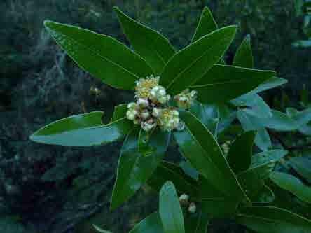 CALIFORNIA BAY, LAUREL, PEPPERWOOD Umbellularia californica Bodega Miwok: sow'-le (tree), ˀúlla (nut) Marin Miwok: ṣáwlas (tree), sóttok (nut) Food: Fruit eaten raw; nut dried, parched, then pounded
