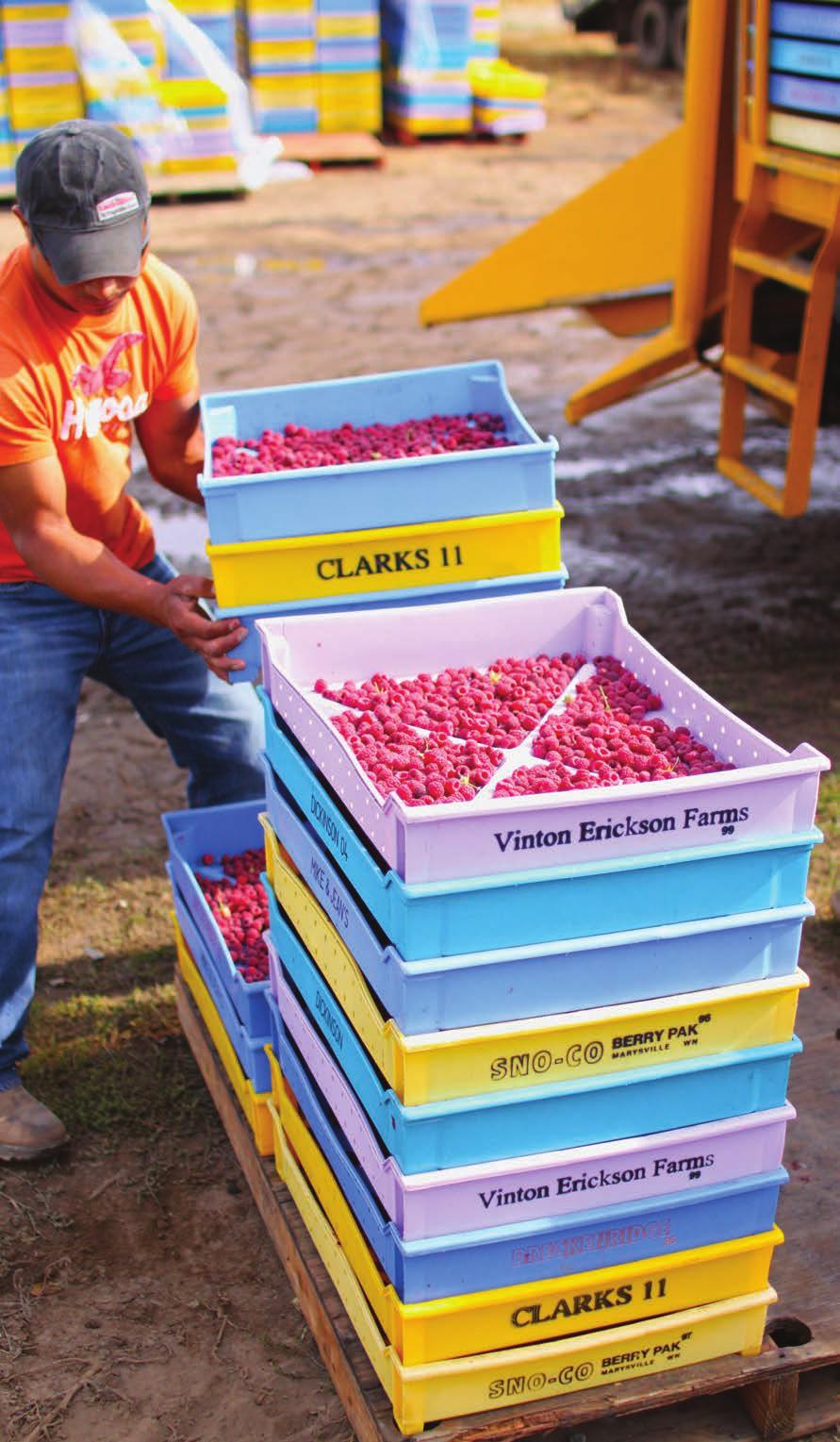 PACKED AT THE PEAK OF FLAVOR AND NUTRITION: ALWAYS IN SEASON Processed frozen raspberries maintain the sensory attributes most important