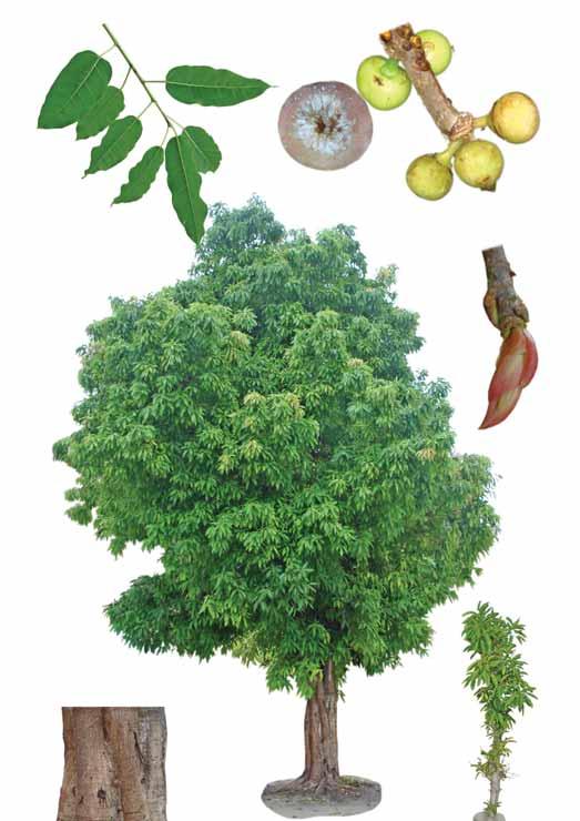 Ficus amplissima