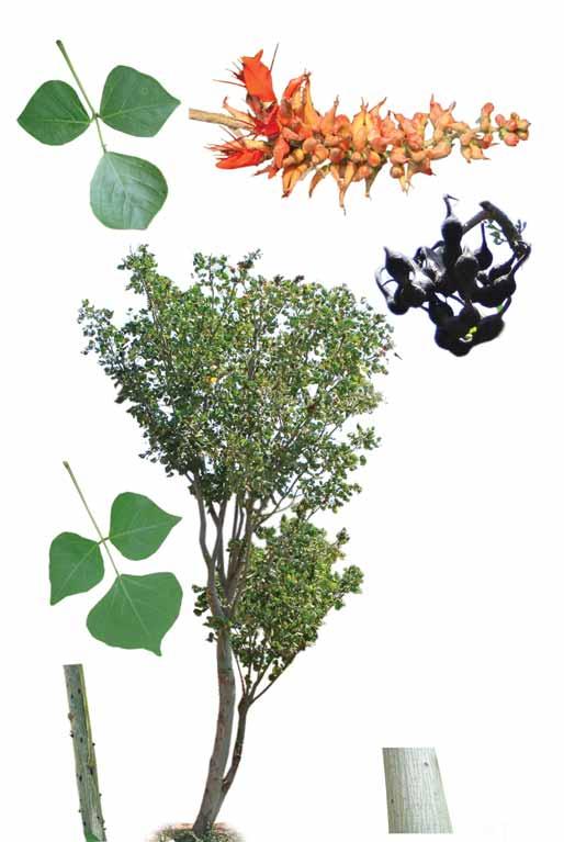 Erythrina variegata -