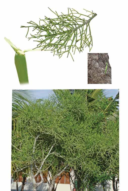Euphorbia tirucalli -