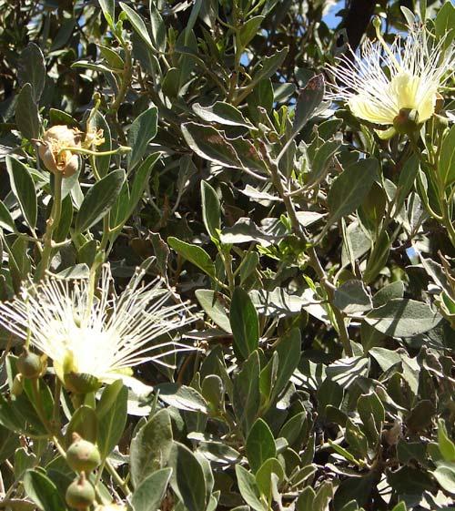 Capparis mitchellii Native Orange (Iga) The fruit is eaten; it contains many seeds (like a passionfruit) and usually