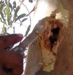 Eucalyptus camaldulensis River Red Gum (Wira) Bark was used for dishes. A moth larvae (Warra-vati) obtained from the root is eaten.