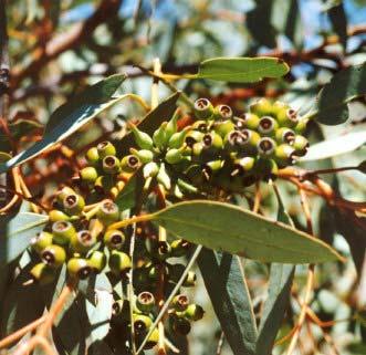 Eucalyptus socialis Red Mallee (Madla) Sweet nectar