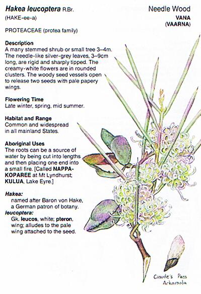 Hakea leucoptera Needle Wood (Vaarna or Vana) The roots can be a source of
