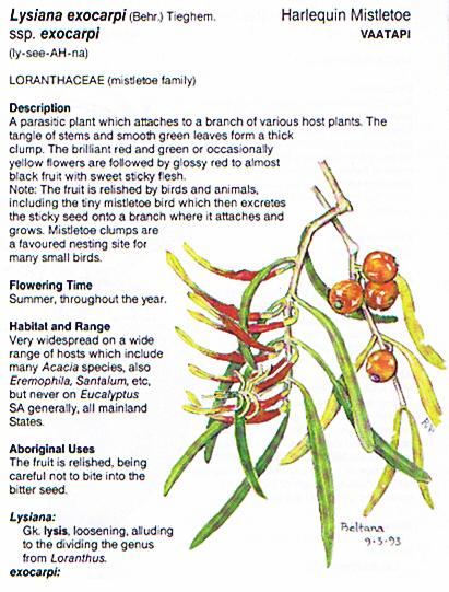 Lysiana exocarpi Harlequin Mistletoe (Vaatapi) The fruit