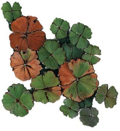 Marsilea drummondii Nardoo Spore cases were collected when water dries up, they are roasted, cases discarded and spores