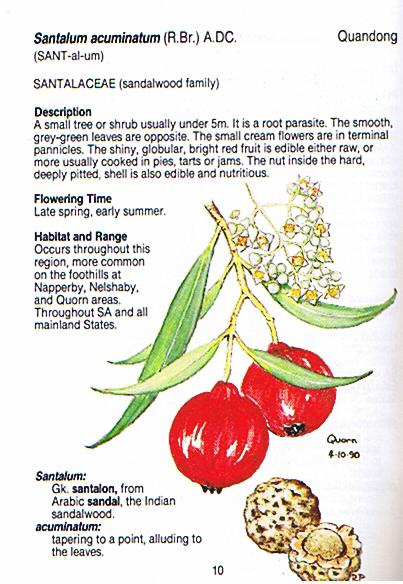 Santalum acuminatum Quandong (Uti) The fruit is eaten fresh or