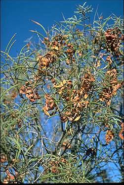 Acacia oswaldii Umbrella wattle (Ulka)