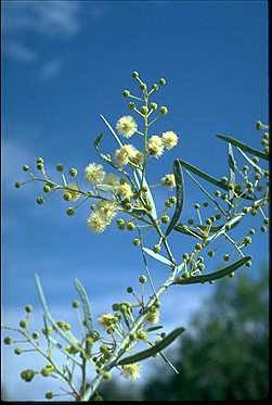 Acacia victoriae Elegant wattle (Minga) Both