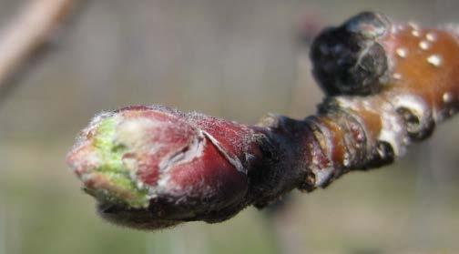 Fungicide sprays protect susceptible tissue Begin apple scab sprays at
