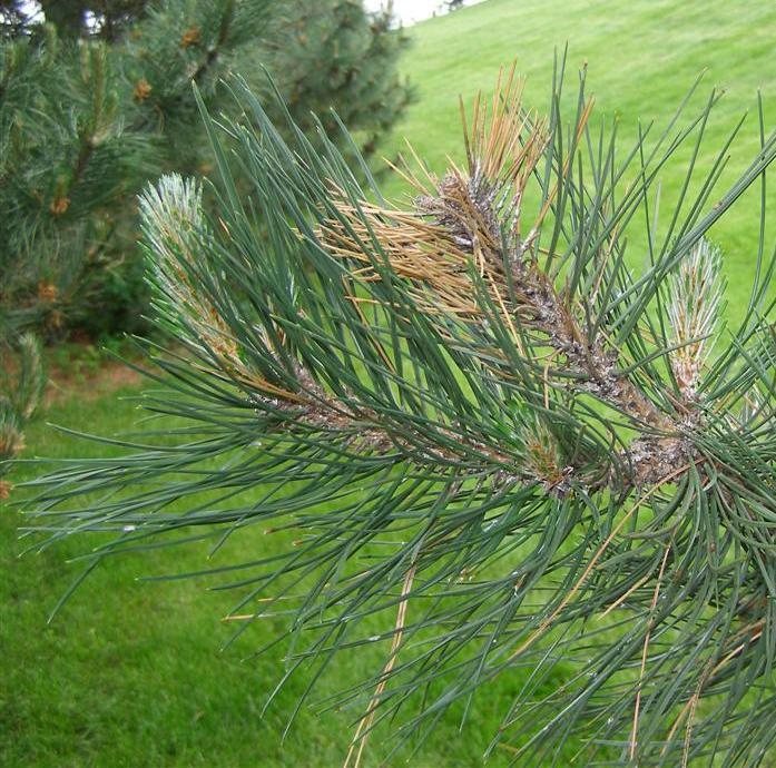 Diplodia Blight Caused by Diplodia pinea