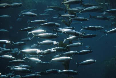 Sardine Fishery became important by the