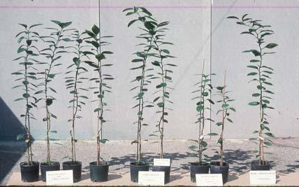 Left to right: four plants protected and then challenged with the original severe stem pitting isolate; two plants inoculated with the protective isolate only but not challenged; two plants