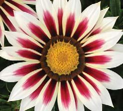 GAZANIA Feb 15 Germ. D 16 C (60 F) 10 days 10-12 wks Daybreak Series 20-25 cm (8-10 ). Early flowering on compact plants with eye-catching 8 cm (3 ) flowers. Excellent outdoor performance.