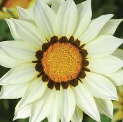 Heat tolerant. Flame Flame Frosty Kiss Series (Silver Leaf) 20-25 cm (8-10 ). Multiple, large, daisy-like flowers form a full bouquet. The Kiss Series have superb short flower stems.