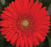 This remarkable gerbera generation excels in earliness over each and every other variety now known in the market.