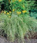 Grasses GRASSES Germ. L 21-24 C (70-75 F) 10 days 10-12 wks Eragrostis Wind Dancer 90-120 cm (3-4 ). Multi-pelleted. Fantastic Foliage variety.