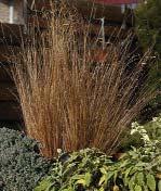 Ideal for fall and early spring. Isolepis Live Wire 15-20 cm (6-8 ). Multi-pelleted. Dense, mounded habit without pinching or PGRs.