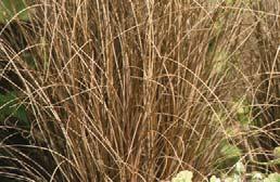 Melinis Savannah 45 cm (18") spikes with 25 cm (10") spread. Showy ornamental annual grass forms tight lumps of soft blue-green foliage.