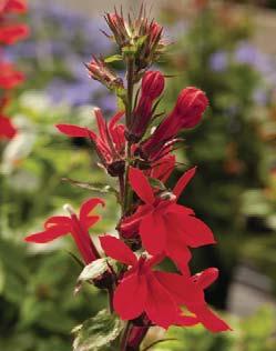 Combines early and late-blooming lobelia for a longlasting display of colour.