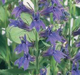 Combines early and late-blooming lobelia for a long-lasting display of colour.