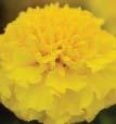 (Available in detailed and pelleted seed). Primrose Discovery Series 20-25 cm (8-10 ).