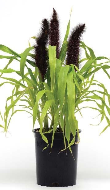 Great tillering, leading to a bushy plant habit. Jester 90-120 cm (36-48 ). Young leaves are chartreuse with a subtle overlay of burgundy.