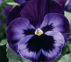 15-20 cm (6-8 ). Most vigor of any spreading pansy.