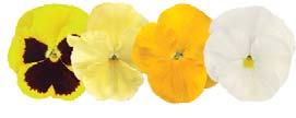 Uniform, innovative, better performance. Mammoth Series F1 Extra large flowered pansy.
