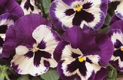 Outperforms standard medium-flowered varieties in all conditions, exceptional overwintering