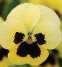 Beaconsfield Blackberry Coconut Swirl Delft Deep (New) Denim Marina Morpho Jump up Orchid