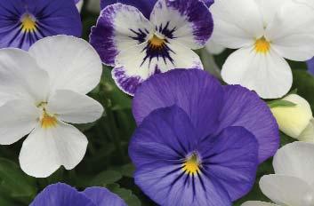 Frost Raspberry Sundae (New) Spring Select Viola Sorbet XP Denim Viola Sorbet XP Blotch