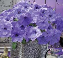 earlier and easier to bloom than other spreading petunias.