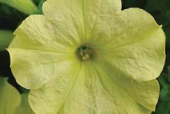 Huge (4-5 ) heavily-petalled flowers that grow well in premium packs and 12-13 cm (5