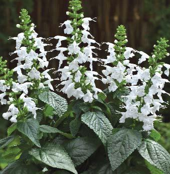 SALVIA Salvia Summer Jewel Jan 15 - Mar 1 Germ L 21 C (70 F) 15 days 8-10 wks For best germination do not cover seed as light aids germination. Maintain growing temperature of 21 C (70 F).