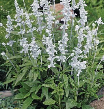 Ideal for landscapes and large patio containers. Purple Salvia Evolution Summer Jewel Series 50 cm (20 ). Flower spikes are covered with half inch blooms. Leaves are finer-textured, dark-green color.