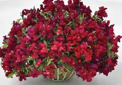 Suitable for shade hanging baskets and mixed containers. SILENE (PENDULA) Celina 15-25 cm (6-10 ).