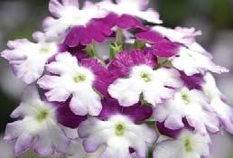 Pastel Spirit Wine & Cheese Obsession Cascade Series First trailing verbena from seed. Ideal for baskets and combinations.