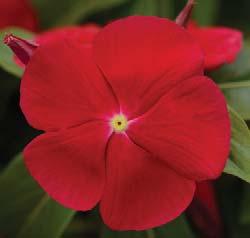 Basal branching plants, extra early flowering vinca. No pinching required.