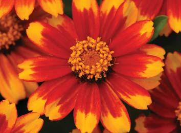 (16-20 ). Disease-tolerant series. Large, fully double flowers and heat-loving plant. Coated Seed.