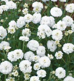 Perennial Seeds ACHILLEA April 15 Zone 3-9 21 C (70 F) 1-2 wks Ptarmica Noblessa 30 cm (12 ). Bright white, fully double flowers over deep green foliage. No vernalization required.