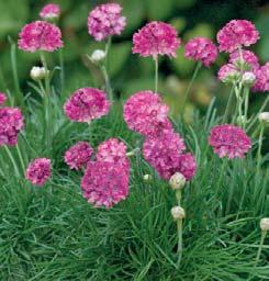 (4-6 ). Uniform, well-branched and tight plant habit. Floriferous, mounded plants. Deep Compinkie 5" Ht, 12-18" spread. Excellent partner plant to Arabis Snow Cap. Masses of small deep rose flowers.