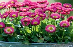 Delivers good young plant and finished plant vigour, while maintaining compact habit.