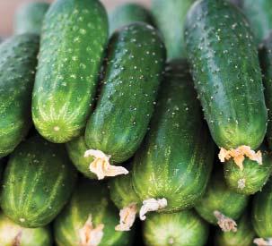 VEGETABLE SEEDS Eggplant Gretel Cucumber Martini Cucumber Petipikel Cucumber Peticue BROCCOLI Coranado Crown 58 days. F1 Hybrid. Uniform heads are large and solid, blue-green in color.