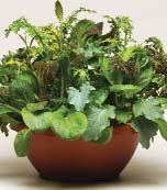 Grows well in containers, borders or in vegetable garden. Italian Dark Green Plain, flat, glossy dark green leaves. Simply Herbs Simply Herbs Try Basil Finished height 24-30.