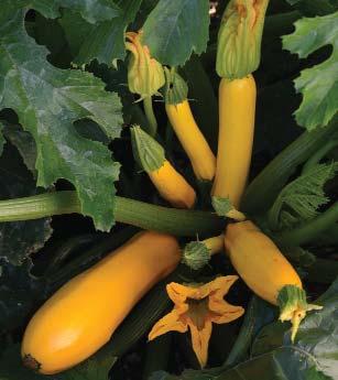 Zucchini Greyzini 47 days. Hybrid. Compact bush, open habit. Creamy grey-green fruits with a luscious, sweet, rich flavor. Stays tender and tasty even at 6-8 inches.