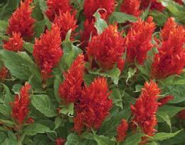 Large single flowers clustered in terminal spikes. Early blooming, extremely uniform and excellent branching. Excellent for garden borders, containers and 6 inch pots and larger.