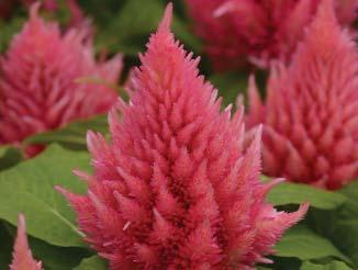 Gorgeous fall flowering plumes of color! Dwarf Varieties Ice Cream Series Height 30 cm (12 ). Earliness with a well-branching plant habit. Strong pyramid plant shape with flowers.